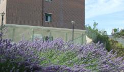 Residencia ancianos madrid Amma Pozuelo