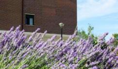 Residencia ancianos madrid Amma Pozuelo